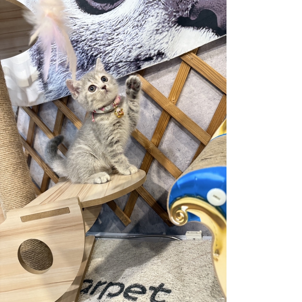 藍虎斑英短㊛妹妹（☆