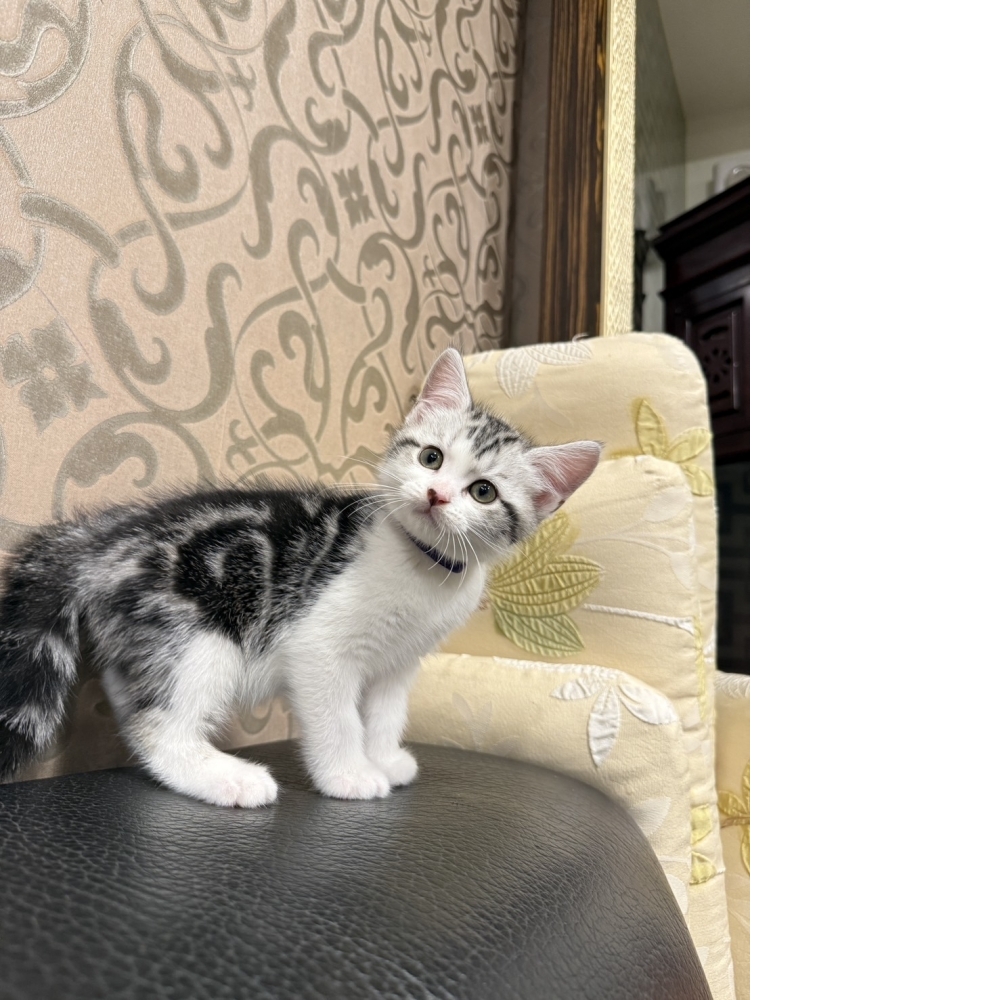 銀白加白美短㊚弟弟 