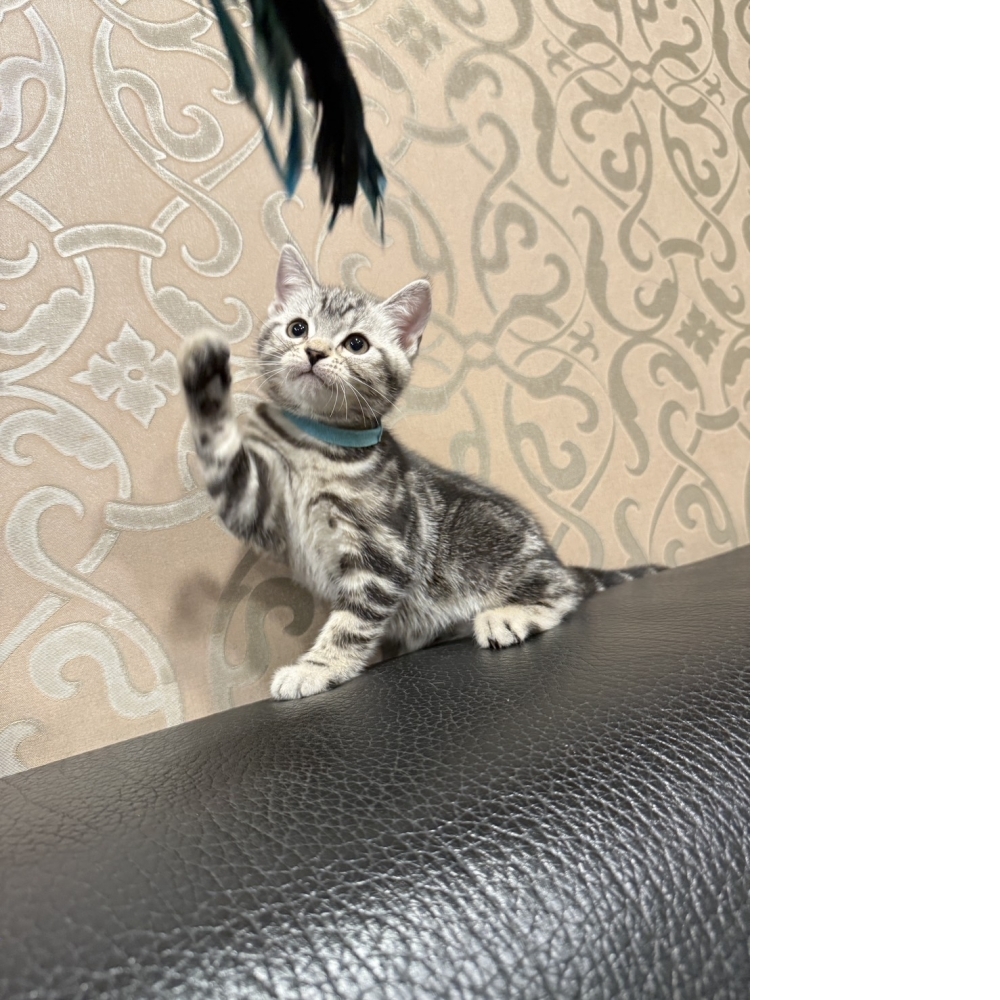 銀白美短㊚弟弟  （☆已有家★）