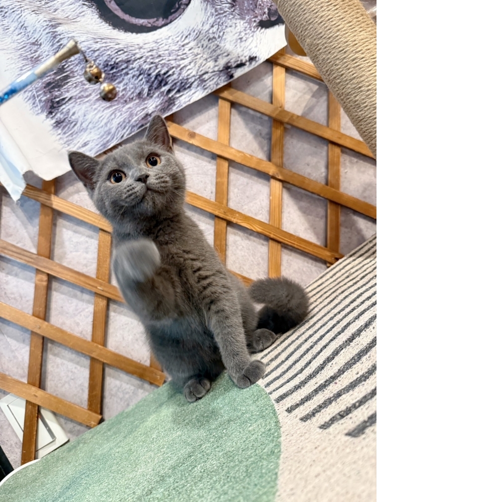 純藍英短㊚弟弟 ★ 