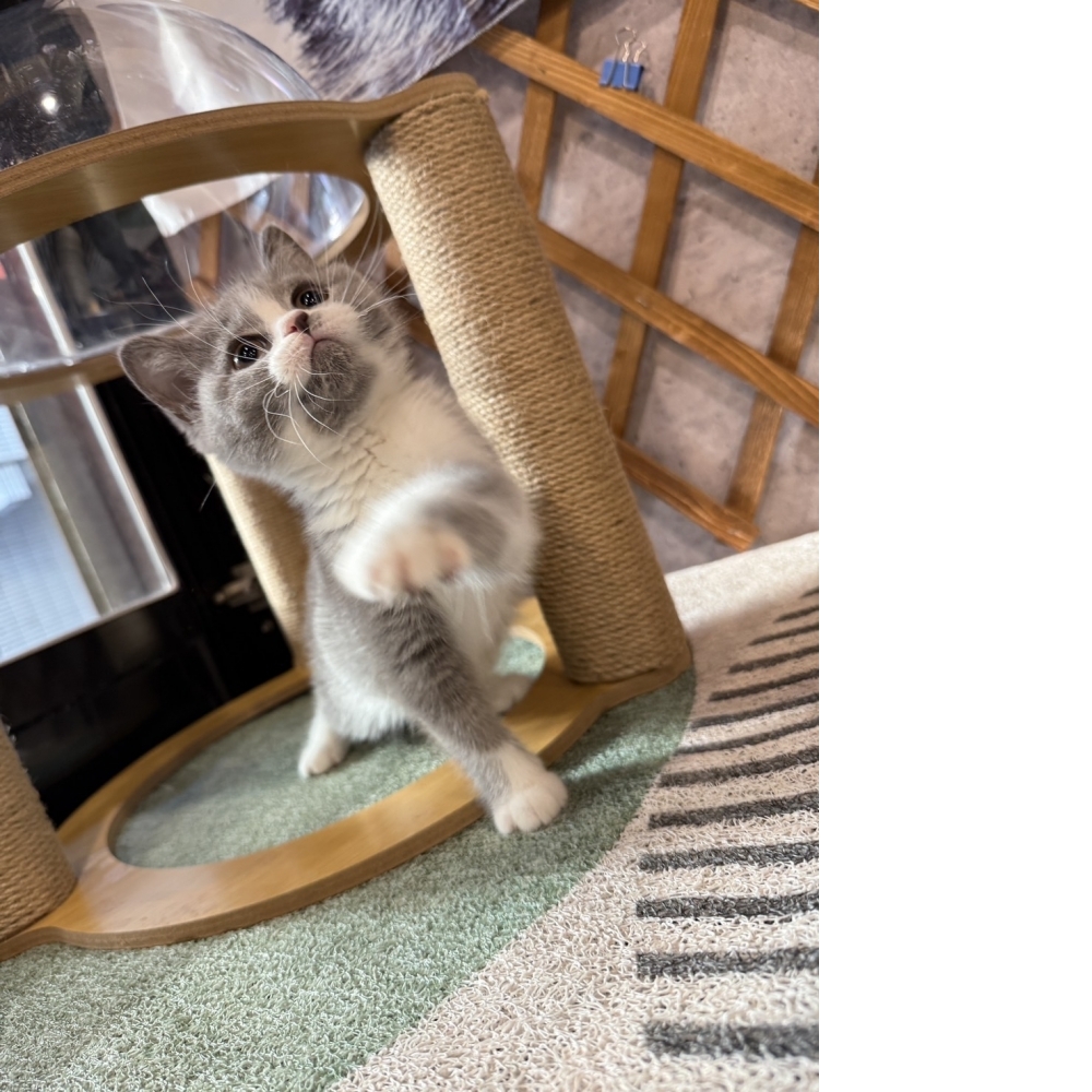 藍白賓士英短㊛妹妹（