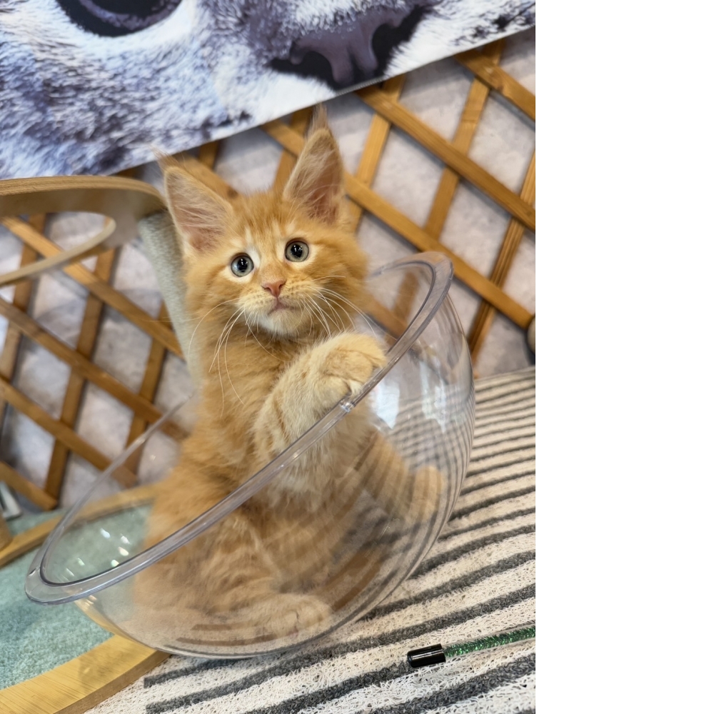 橘色緬因㊚弟弟（☆已