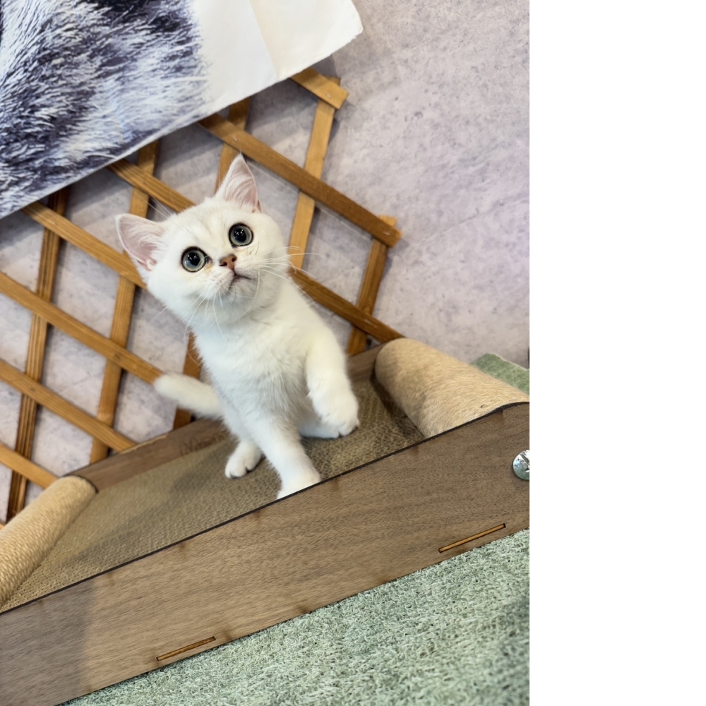 銀漸層英短㊛妹妹（☆已有家★）