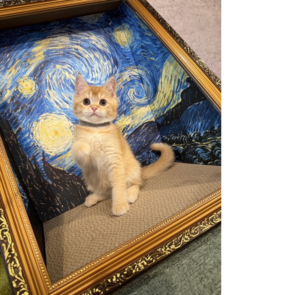紅金英短㊚弟弟 （☆已有家★）
