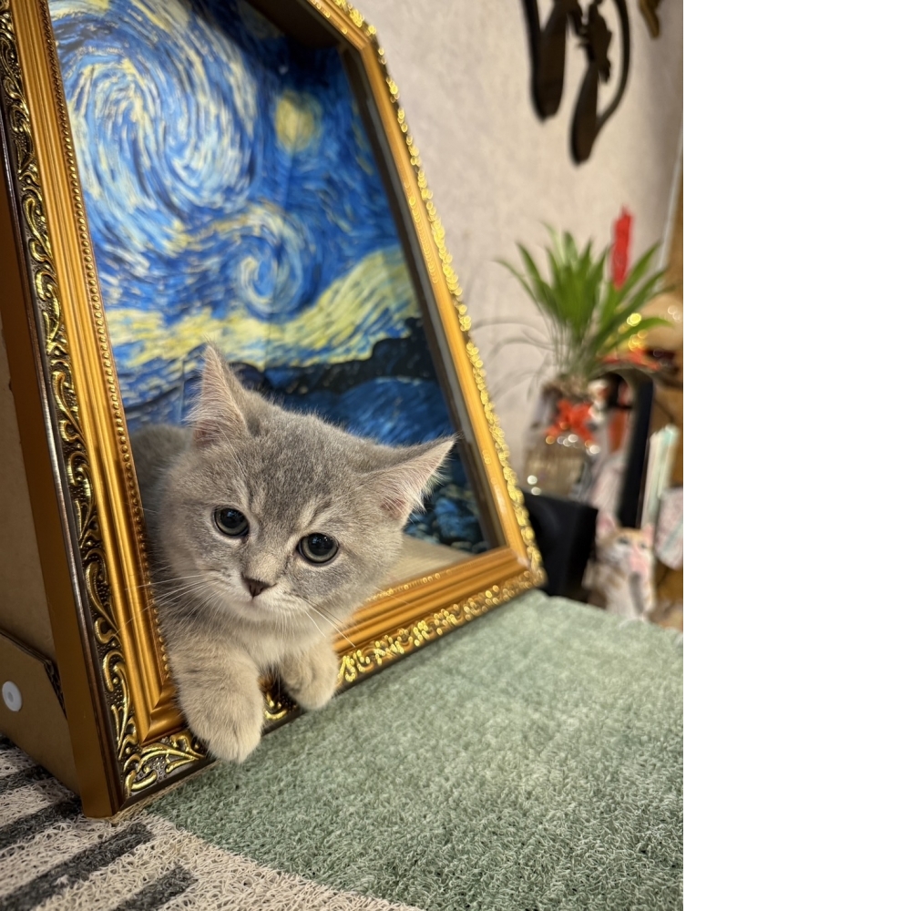 藍金曼赤肯㊚弟弟（☆已有家★）