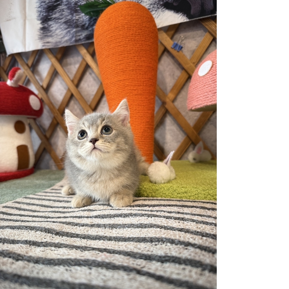 藍金曼赤肯㊚弟弟（☆已有家★）