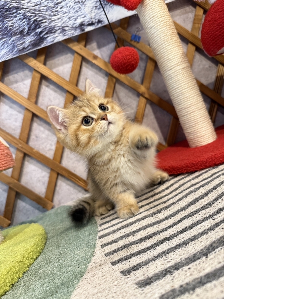 金虎斑漸層曼赤肯㊚弟弟（☆已有家★）