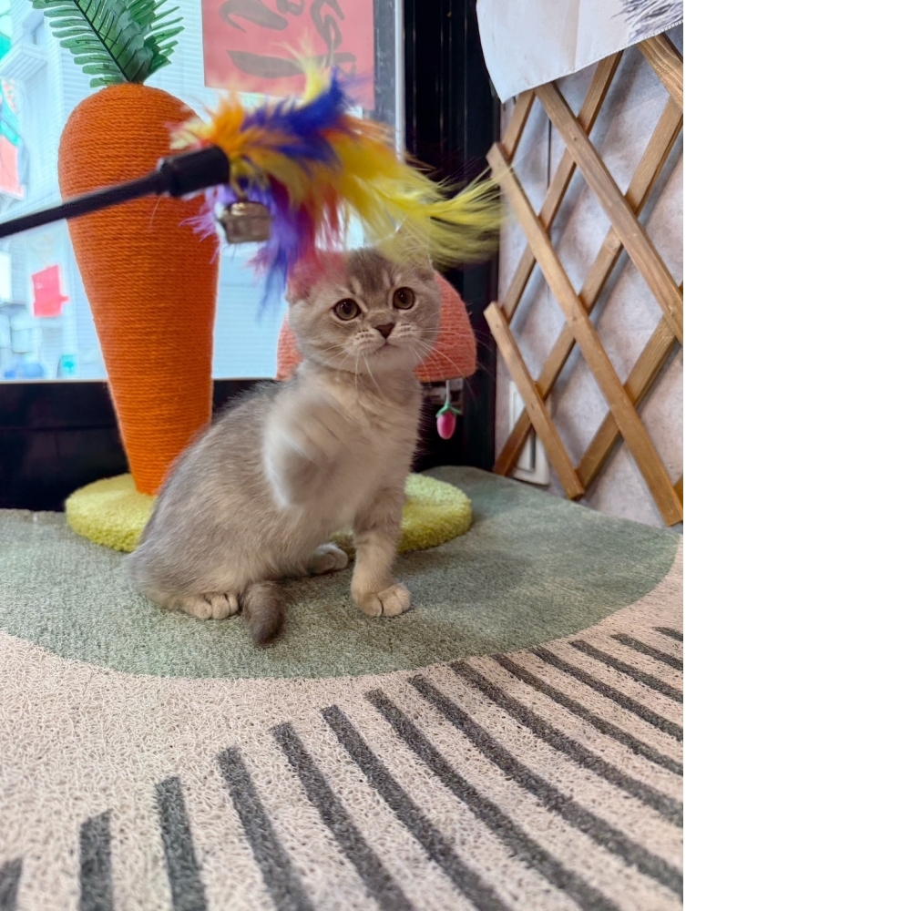 藍金英短㊛妹妹（☆已有家★）