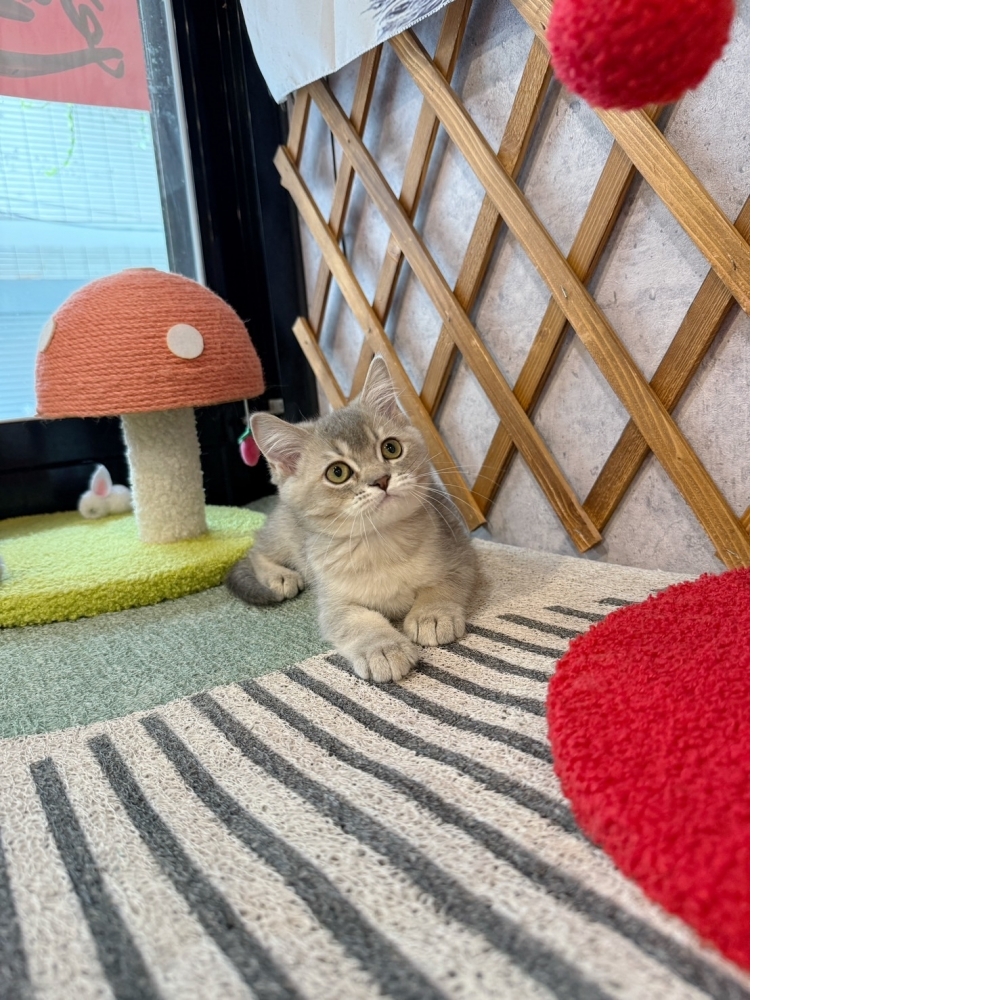 藍金英短㊛妹妹（☆已有家★）