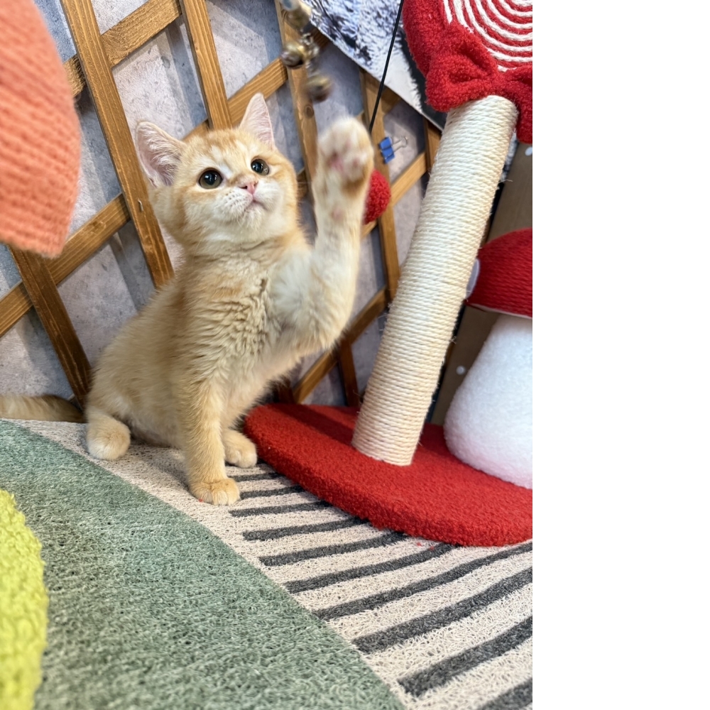 紅金英短㊚弟弟 