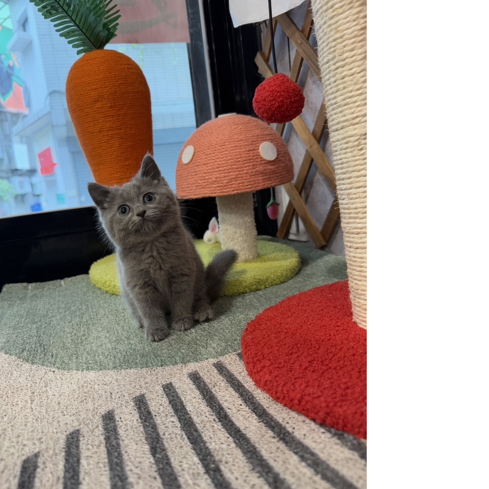 純藍英短㊛妹妹（☆已有家★）