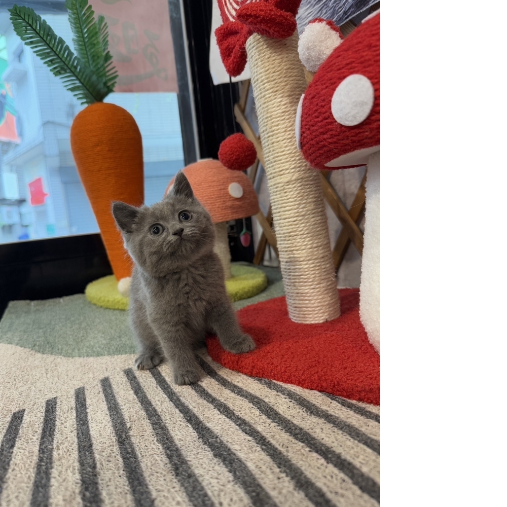 純藍英短㊛妹妹（☆已有家★）