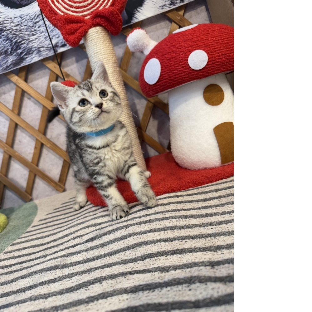 銀白美短㊚弟弟（☆已有家★）