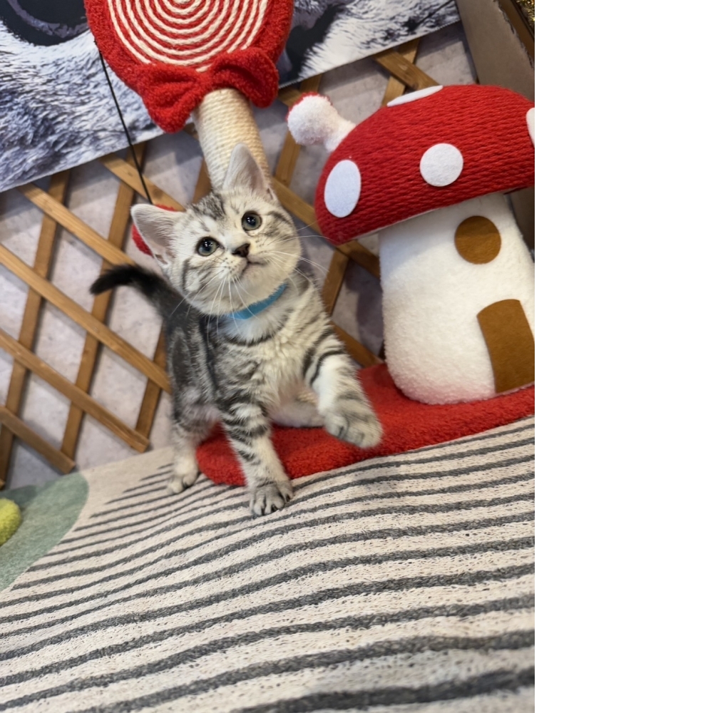 銀白美短㊚弟弟（☆已