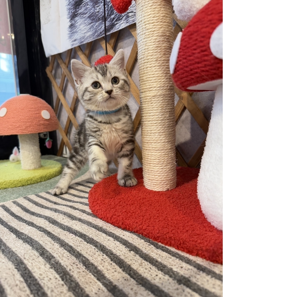 銀白美短㊚弟弟（☆已有家★）