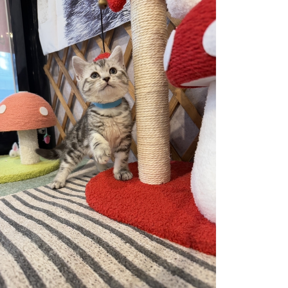 銀白美短㊚弟弟（☆已有家★）