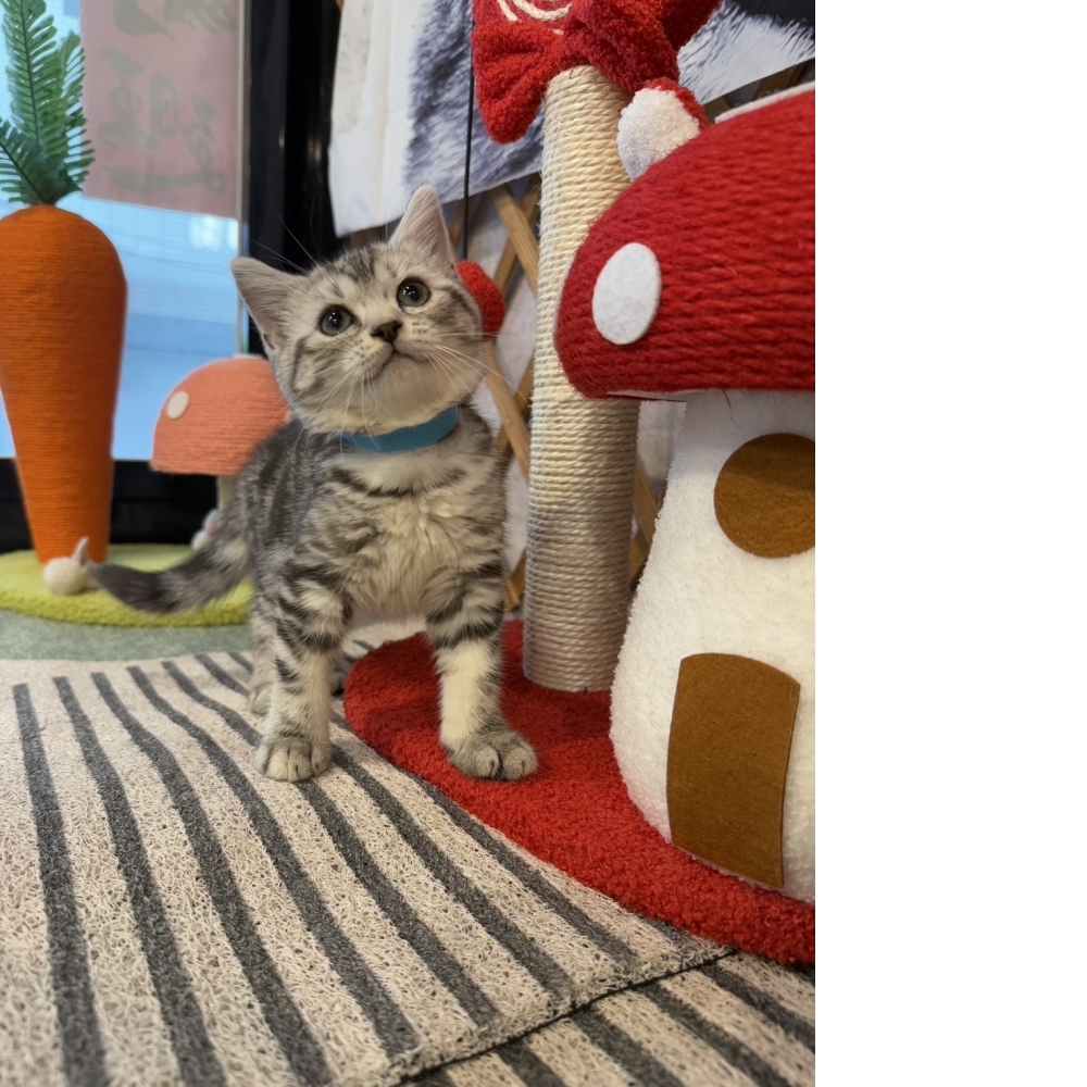 銀白美短㊚弟弟（☆已有家★）