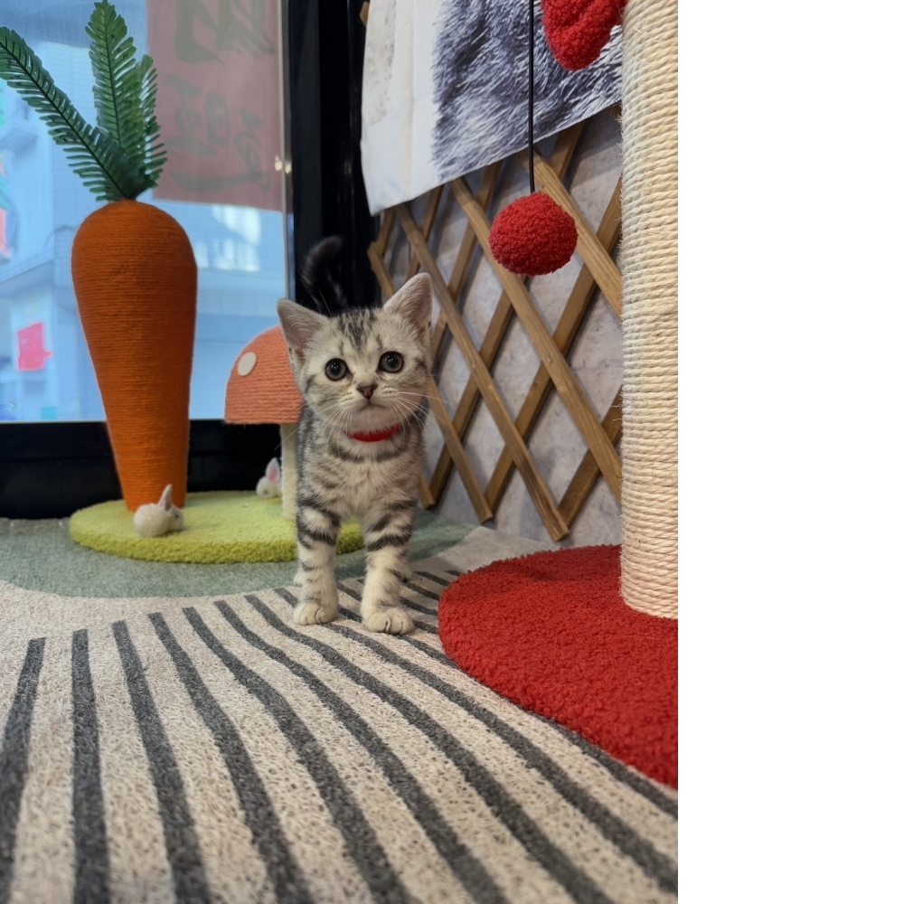 銀白美短㊛妹妹（☆已有家★）