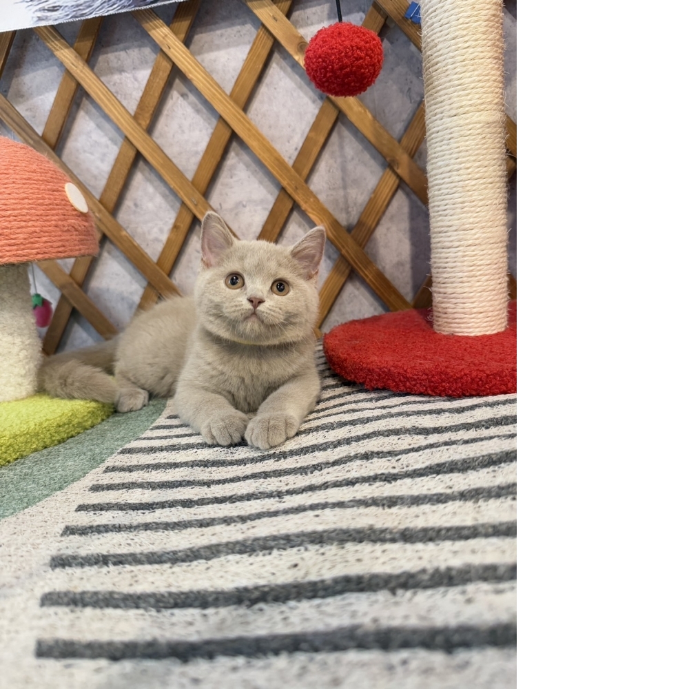 紫丁香英短㊛妹妹（☆已有家★）