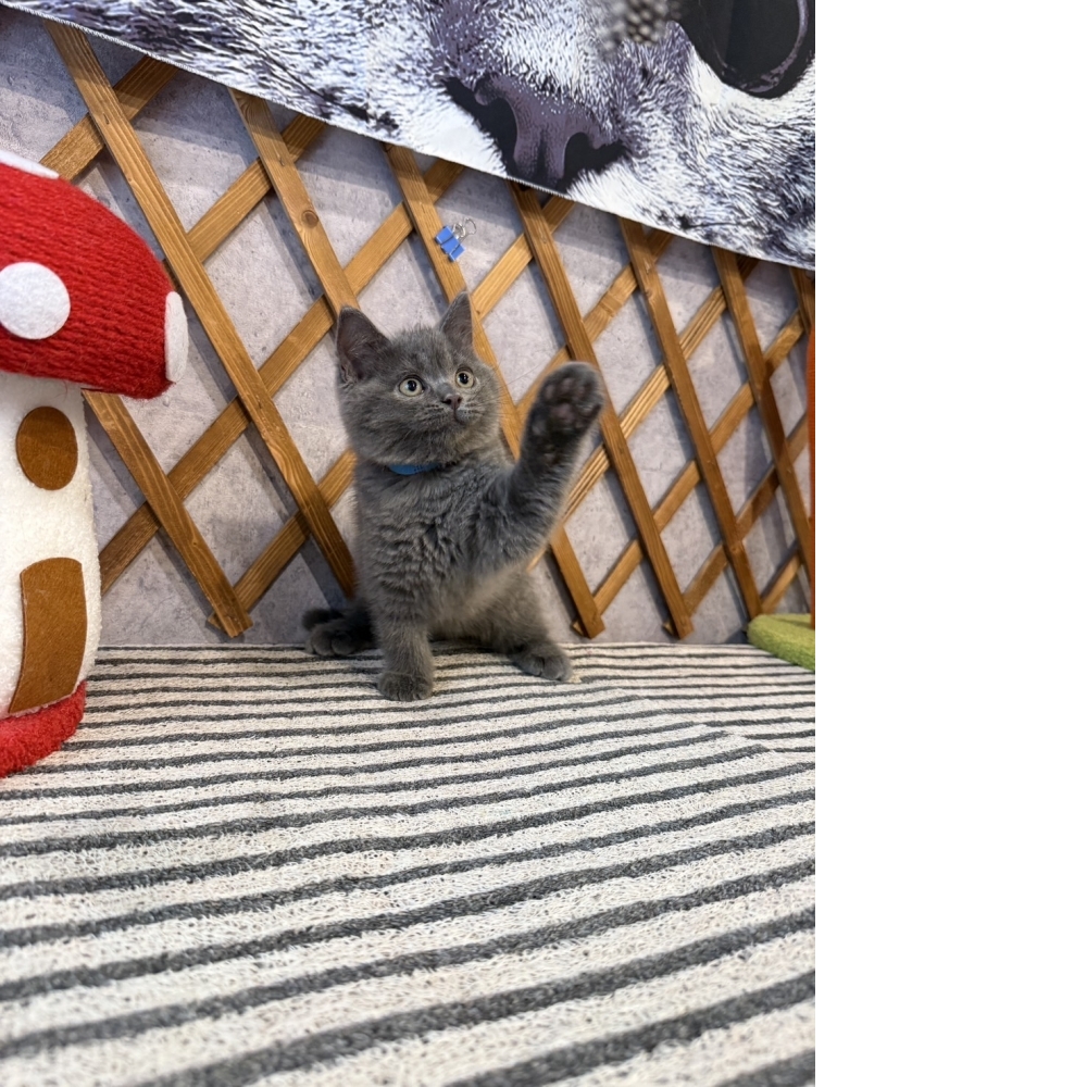 純藍英短㊚弟弟 （☆