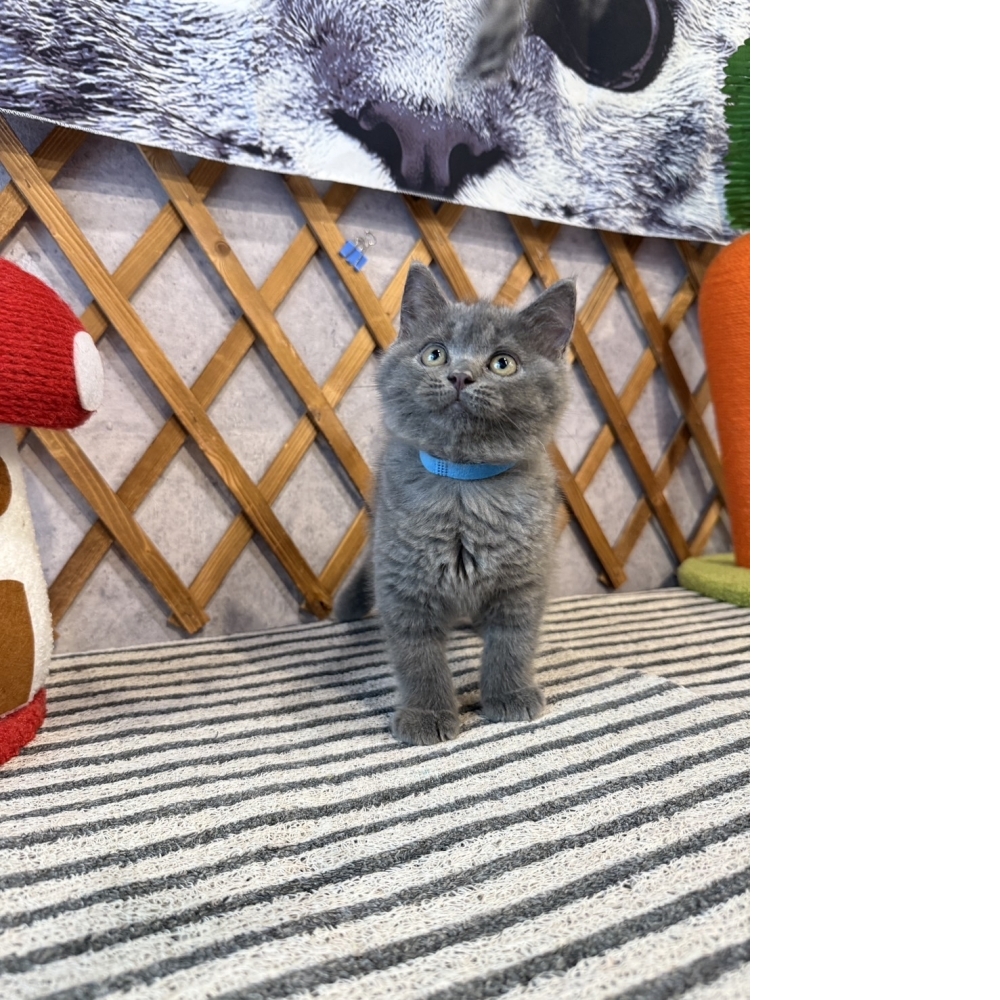 純藍英短㊚弟弟 （☆已有家★）