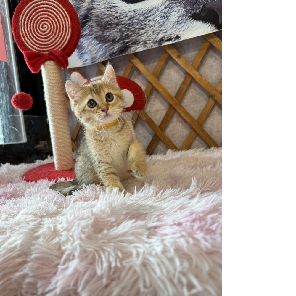 金虎斑英短㊛妹妹  