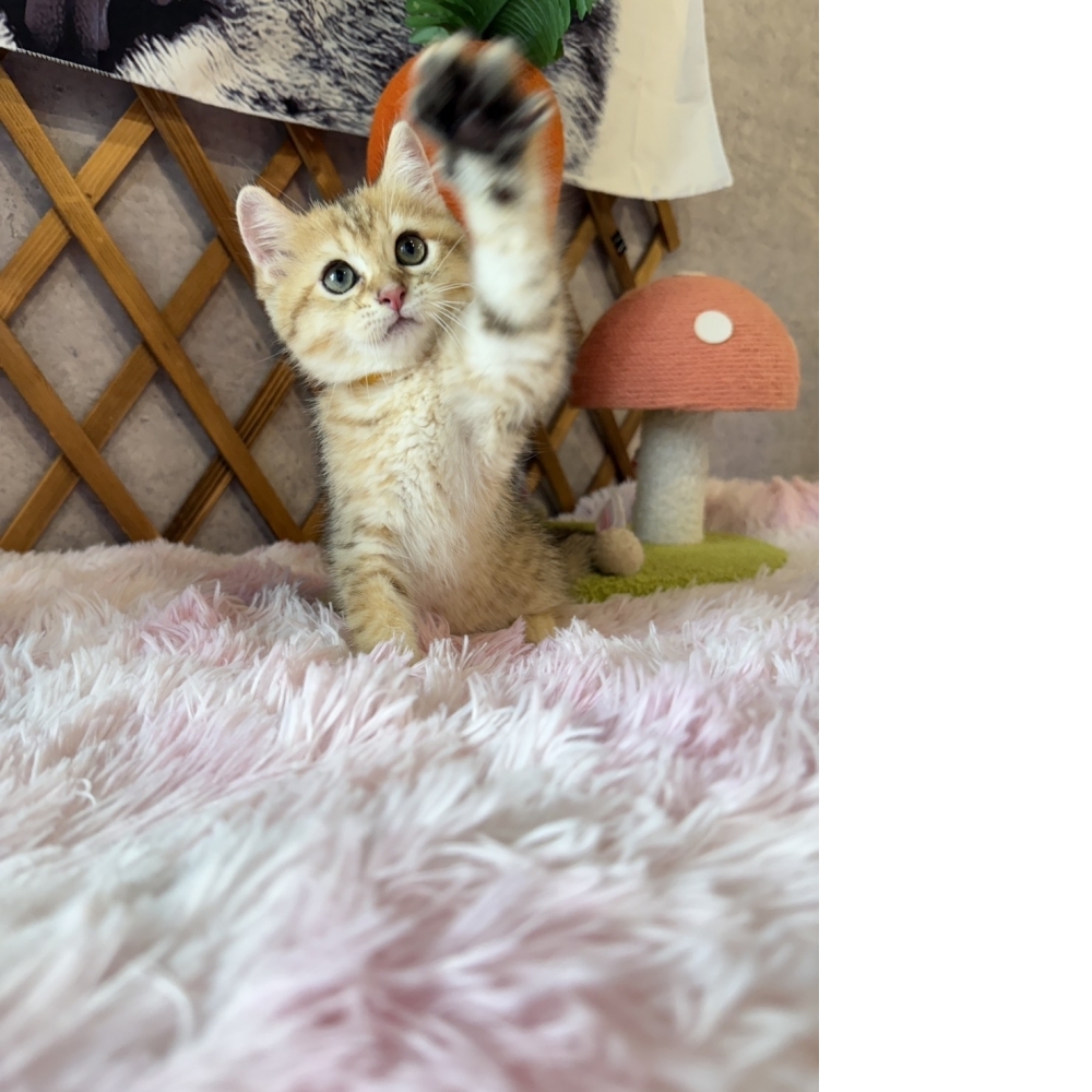 金虎斑英短㊛妹妹  （☆已有家★）