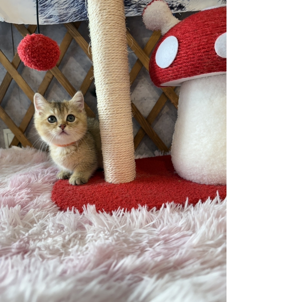 金漸層曼赤肯㊛妹妹 