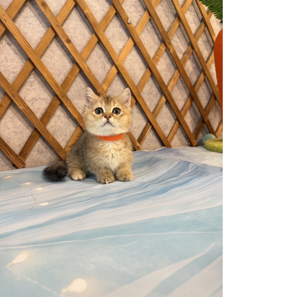 金漸層曼赤肯㊛妹妹  （☆已有家★）