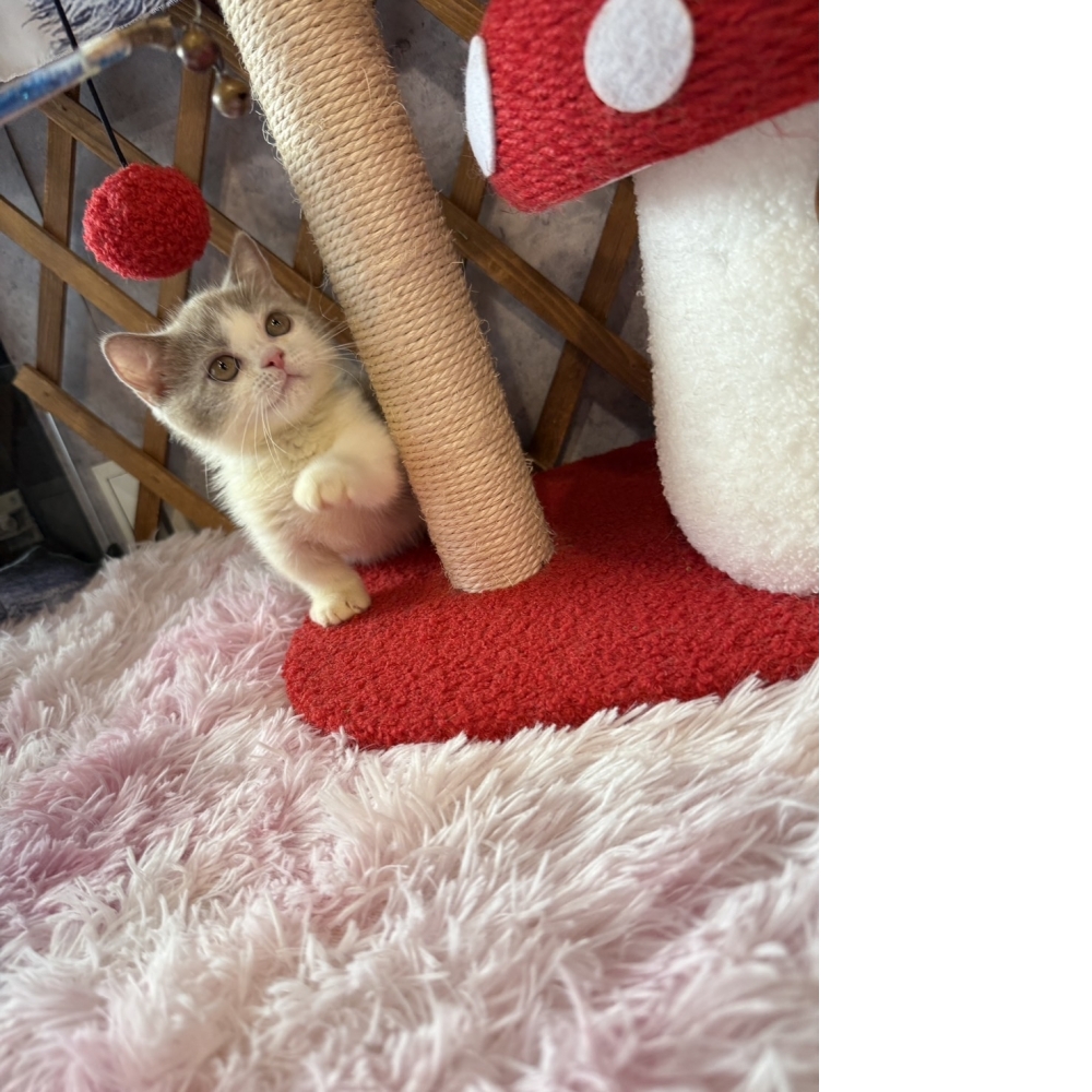 紫丁香賓士曼赤肯㊚弟弟 （☆已有家★）