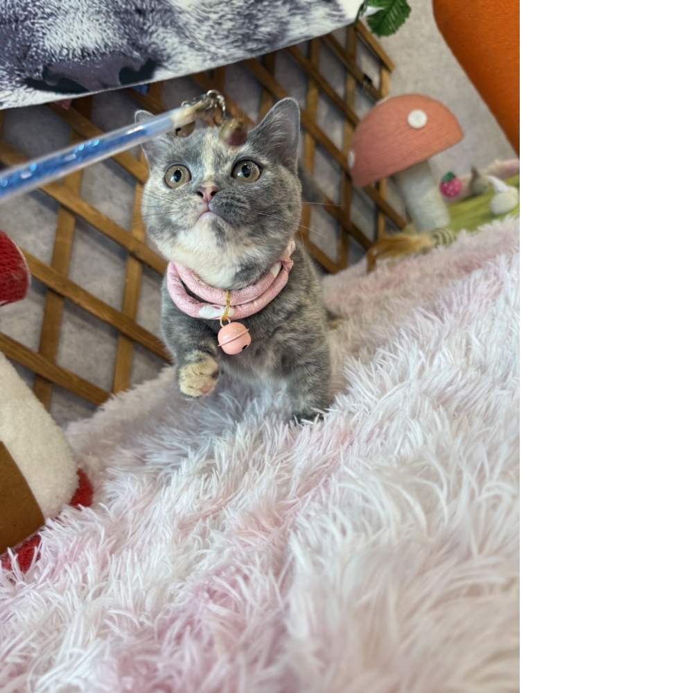 藍奶油曼赤肯㊛妹妹（