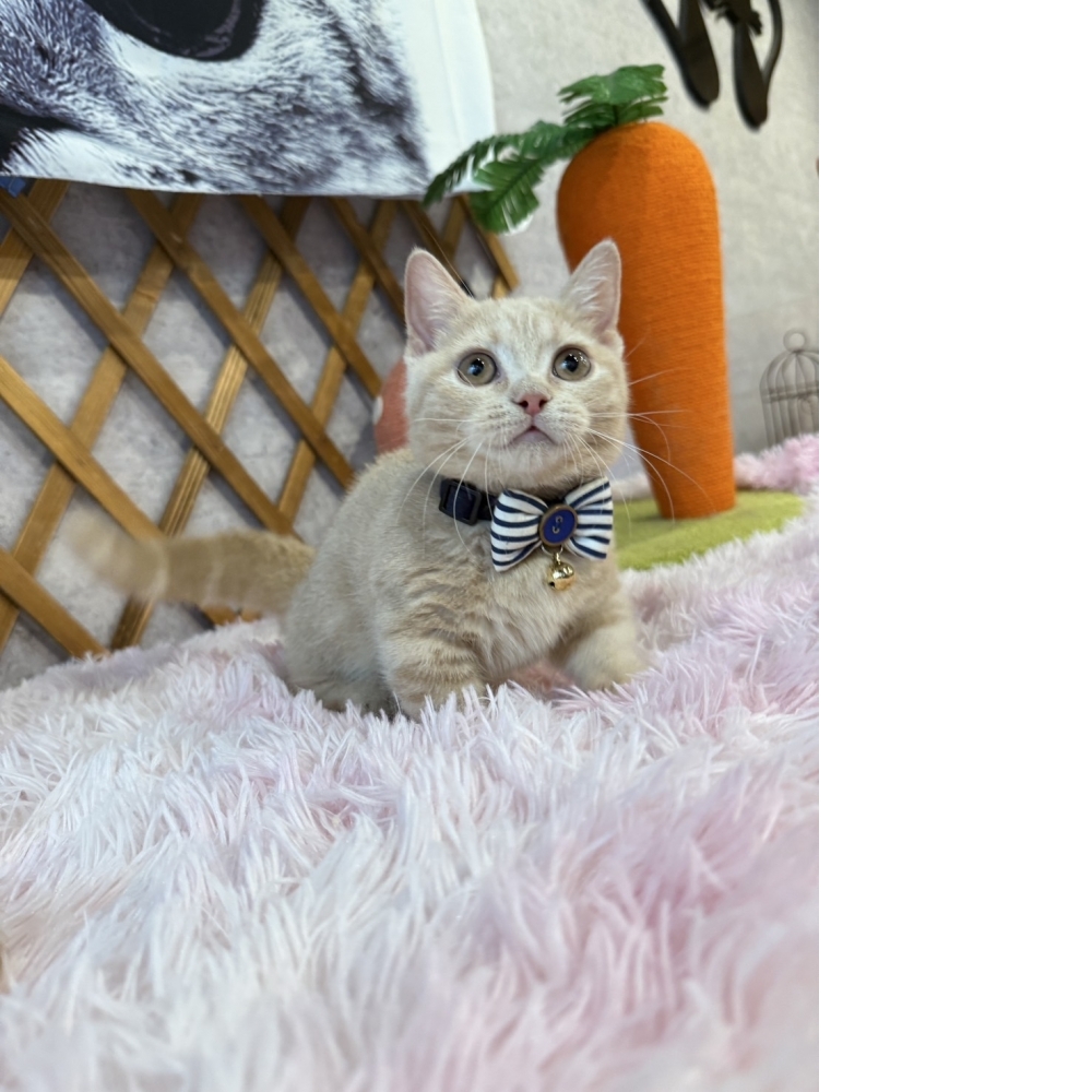 奶油曼赤肯㊚弟弟（☆