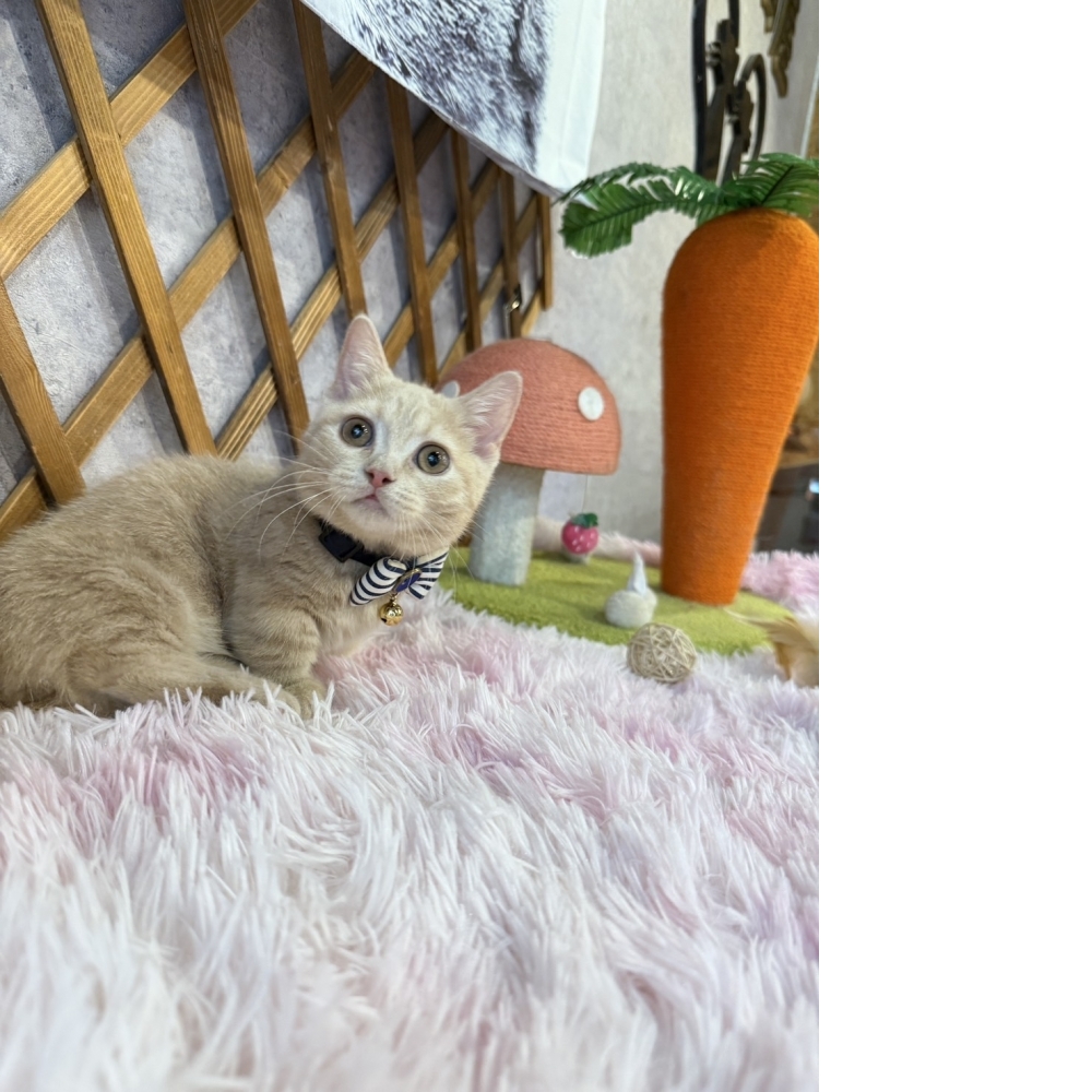 奶油曼赤肯㊚弟弟（☆已有家★）