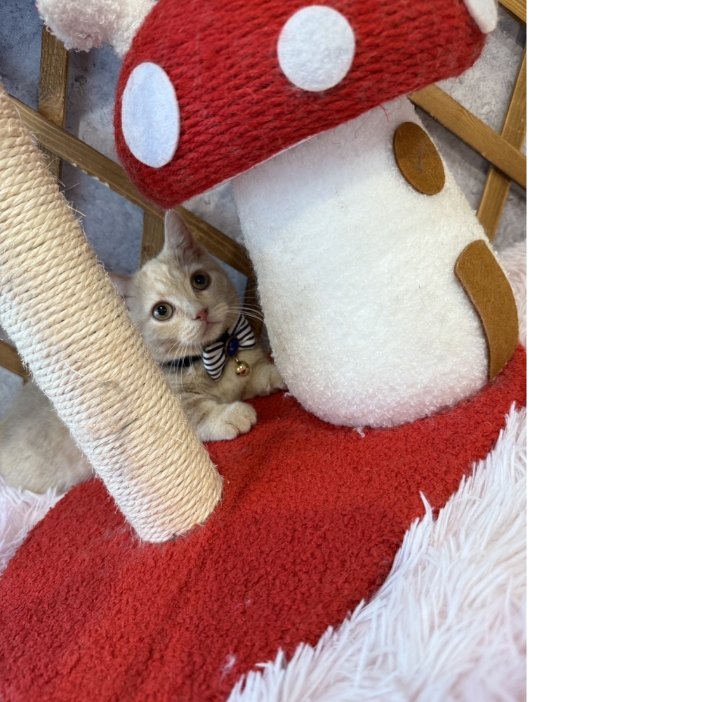 奶油曼赤肯㊚弟弟（☆已有家★）