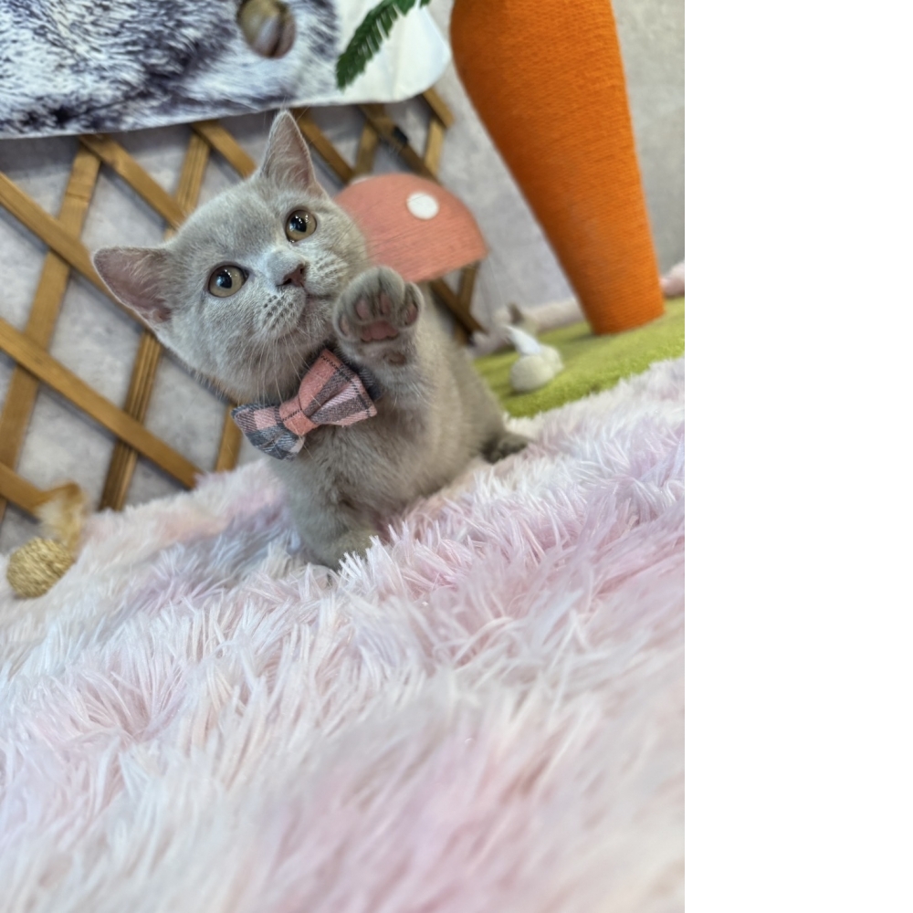 紫丁香曼赤肯㊚弟弟 （☆已有家★）