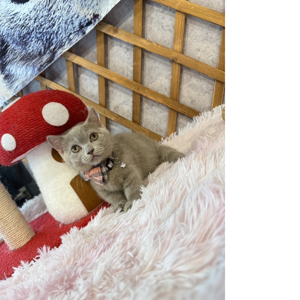 紫丁香曼赤肯㊚弟弟 （☆已有家★）