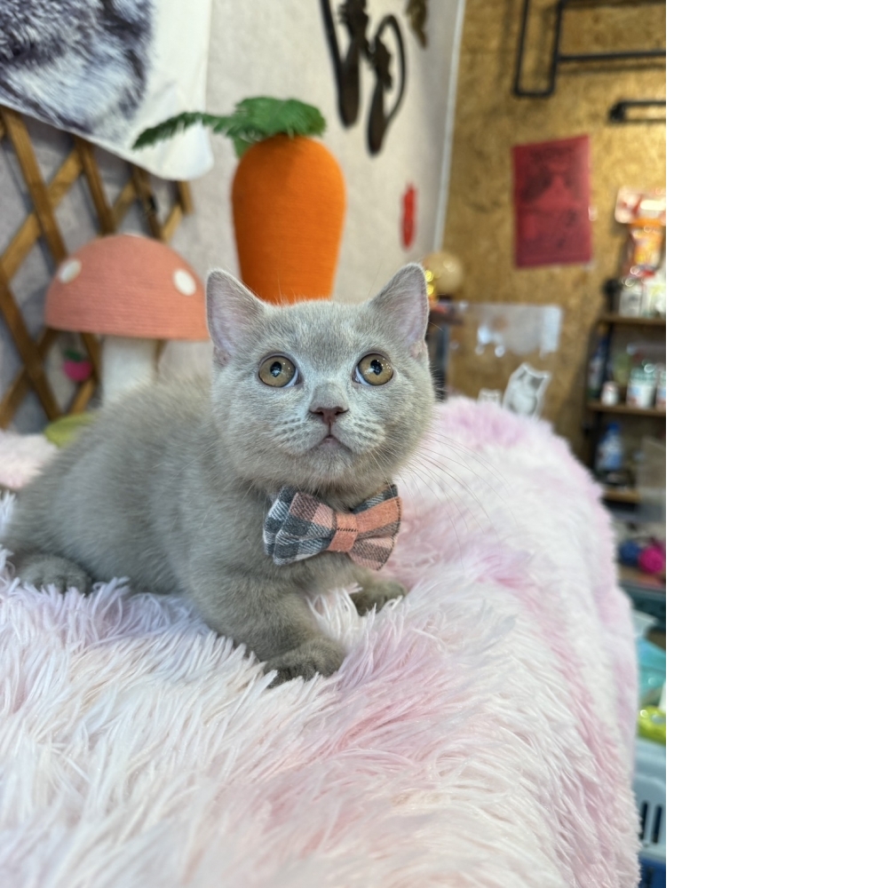 紫丁香曼赤肯㊚弟弟 （☆已有家★）