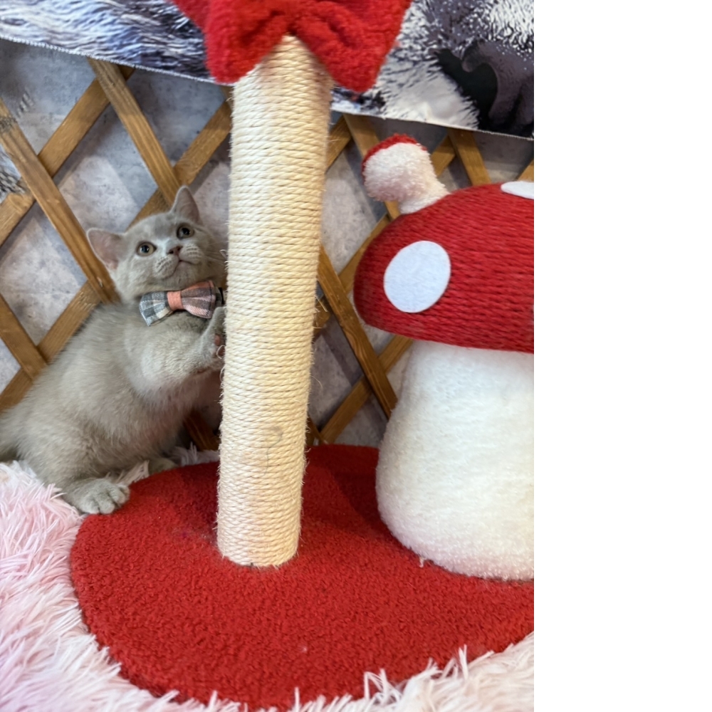 紫丁香曼赤肯㊚弟弟 （☆已有家★）