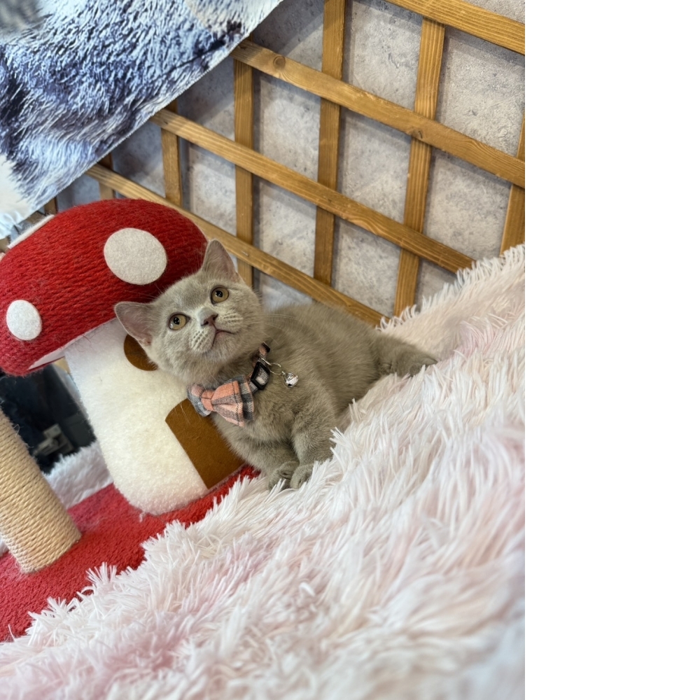 紫丁香曼赤肯㊚弟弟 （☆已有家★）