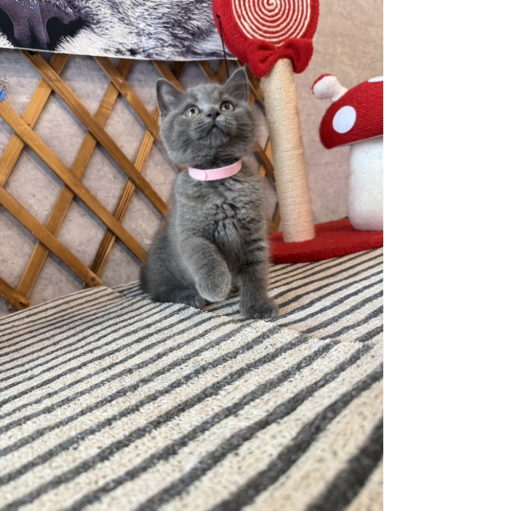 純藍英短㊛妹妹（☆已有家★）