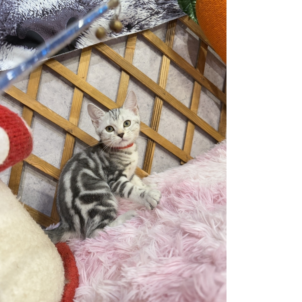 銀白美短㊛妹妹（☆已