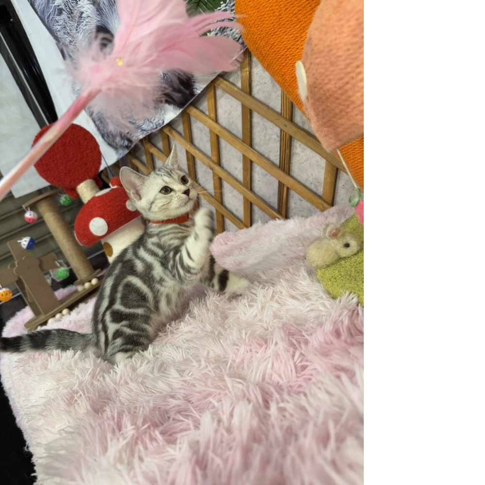 銀白美短㊛妹妹（☆已有家★）