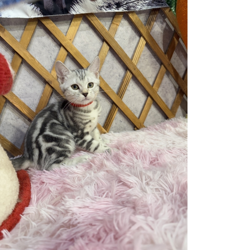 銀白美短㊛妹妹（☆已有家★）