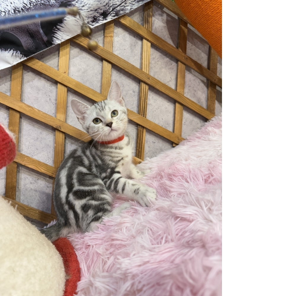 銀白美短㊛妹妹（☆已有家★）