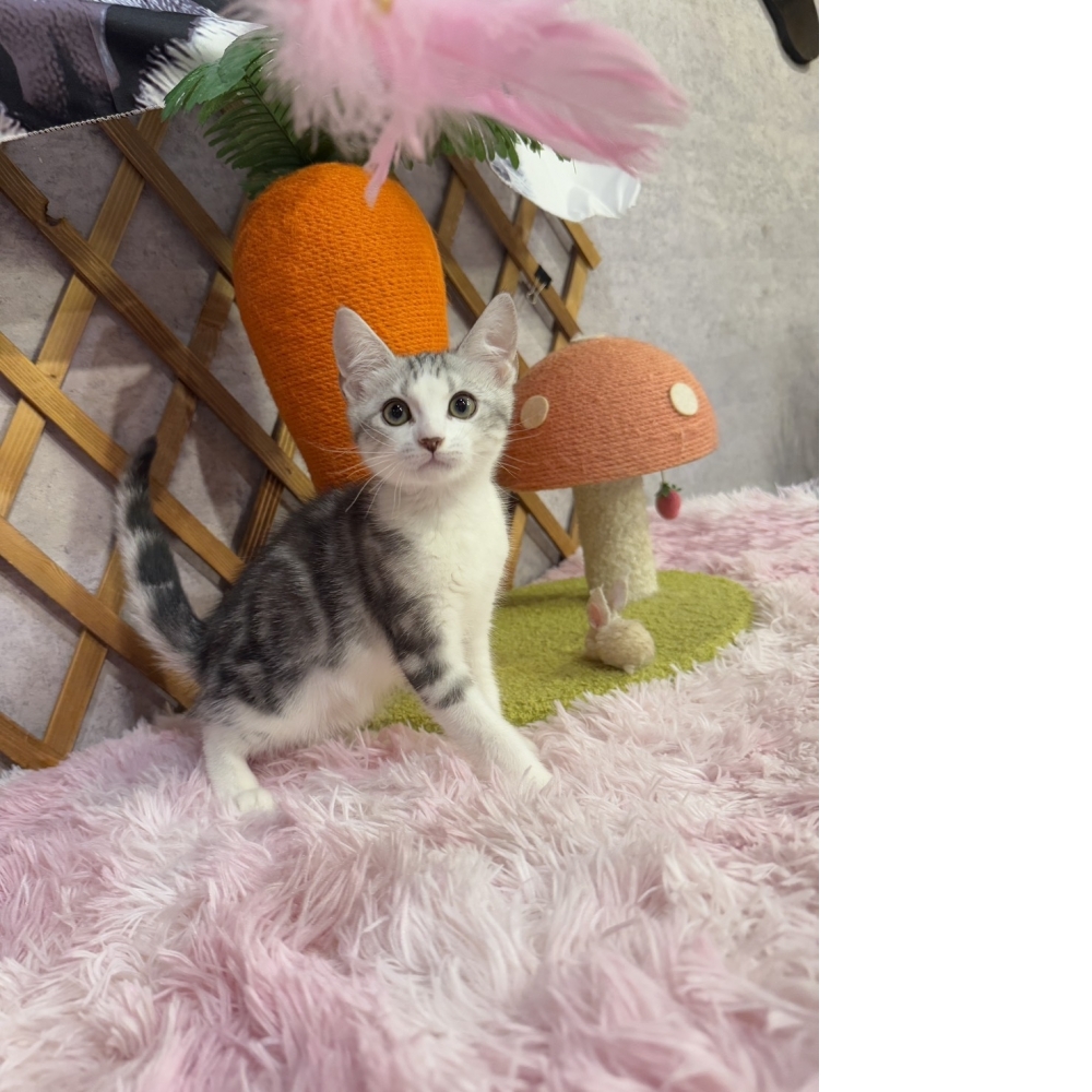 銀白加白美短㊚弟弟 （☆已有家★）