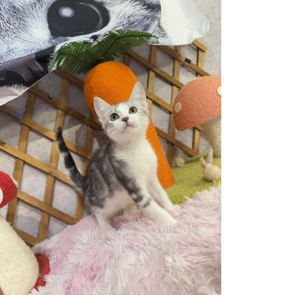 銀白加白美短㊚弟弟 （☆已有家★）