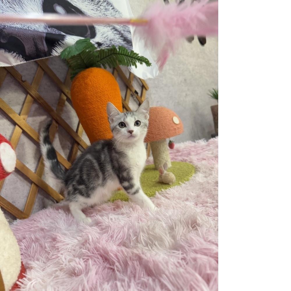 銀白加白美短㊚弟弟 （☆已有家★）