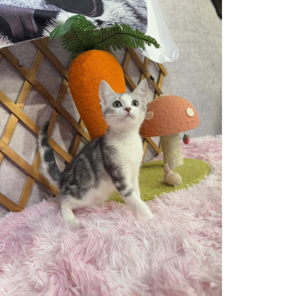 銀白加白美短㊚弟弟 （☆已有家★）