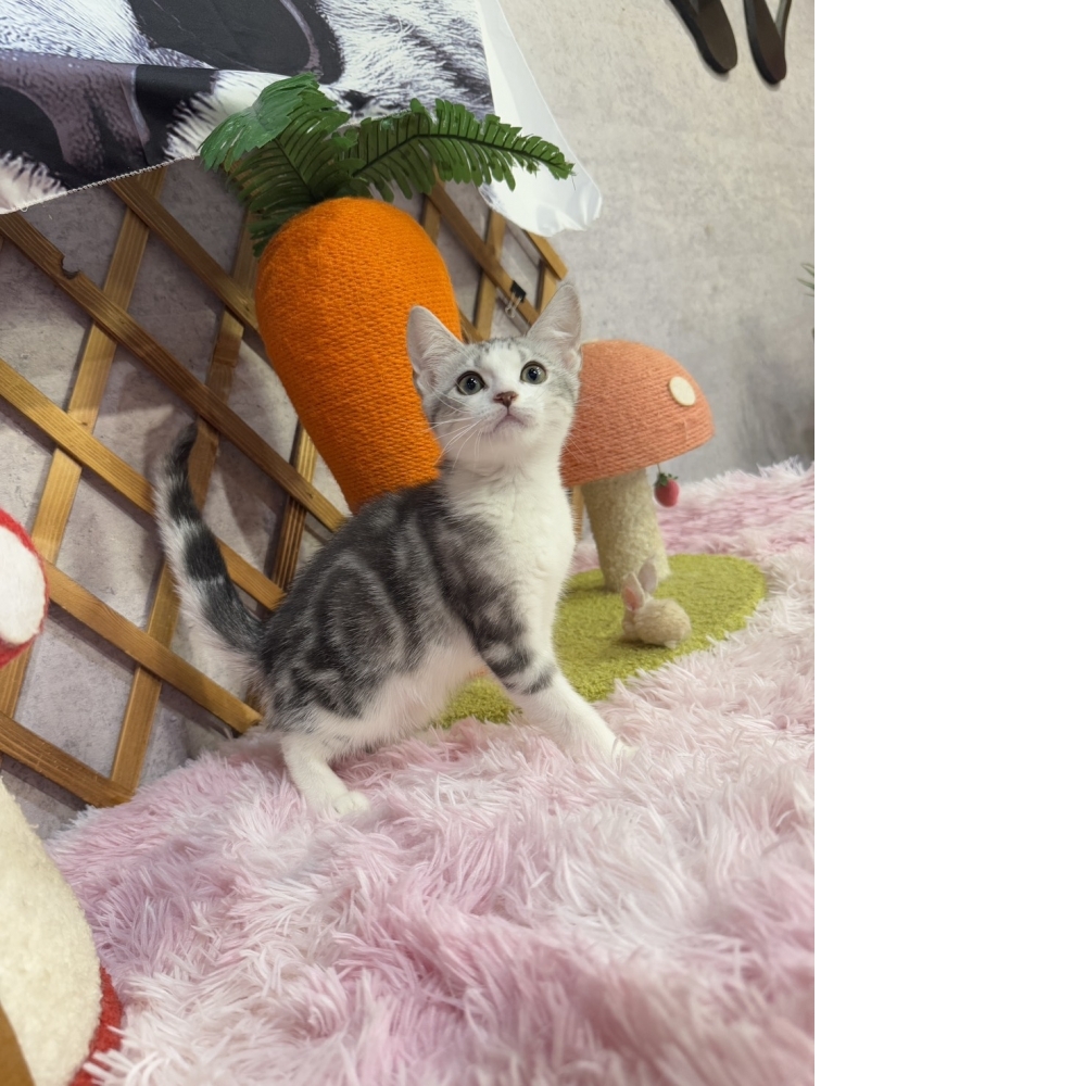 銀白加白美短㊚弟弟 （☆已有家★）