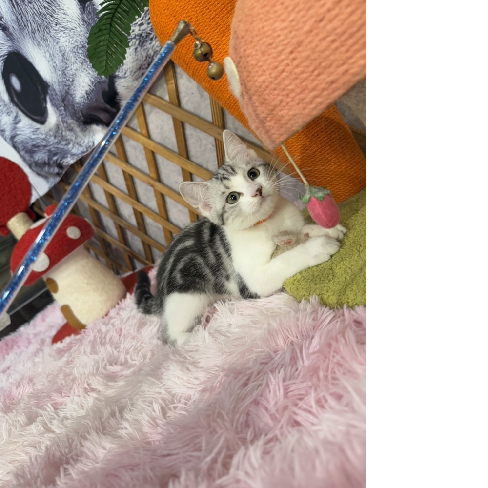 銀白加白美短㊛妹妹（